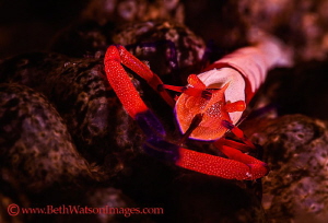 Emperor Shrimp...Puerto Galera, Philippines by Beth Watson 